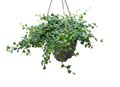 String of Frogs